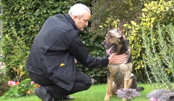 Police Professional | Stabbed police dog Finn back to frontline work ...